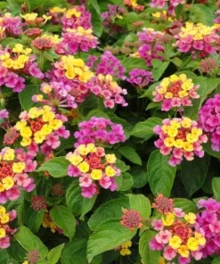 Set of 2 Lantana Confetti Live Plants - Perennial Flowering, 4-6 Inches Tall - Image 7