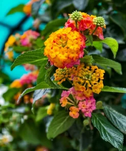 Set of 2 Lantana Live Plants, Pink Yellow Flowering Outdoor Shrub, 4-7 Inches - Image 3