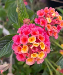 Set of 2 Lantana Live Plants, Pink Yellow Flowering Outdoor Shrub, 4-7 Inches - Image 6