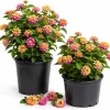 Set of 2 Lantana Live Plants, Pink Yellow Flowering Outdoor Shrub, 4-7 Inches - Image 1