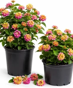 Set of 2 Lantana Live Plants, Pink Yellow Flowering Outdoor Shrub, 4-7 Inches - Image 1