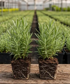 Set of 2 Lavender Live Plants, 4-6 Inches Tall, Fragrant Flowering Shrub for Outdoor Garden & Patio - Image 4