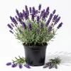 Set of 2 Lavender Live Plants, 4-6 Inches Tall, Fragrant Flowering Shrub for Outdoor Garden & Patio - Image 1