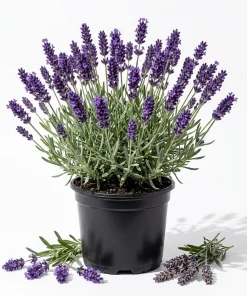 Set of 2 Lavender Live Plants, 4-6 Inches Tall, Fragrant Flowering Shrub for Outdoor Garden & Patio - Image 1