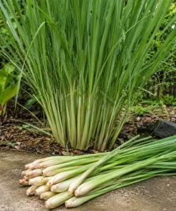 Set of 2 Lemongrass Live Plants, Fragrant Perennial, 1 Gallon Pot - Image 3