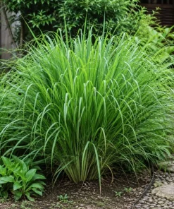 Set of 2 Lemongrass Live Plants, Fragrant Perennial, 1 Gallon Pot - Image 4