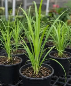 Set of 2 Lemongrass Live Plants, Fragrant Perennial, 1 Gallon Pot - Image 5