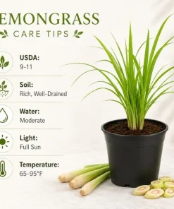 Set of 2 Lemongrass Live Plants, Fragrant Perennial, 1 Gallon Pot - Image 7