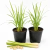 Set of 2 Lemongrass Live Plants, Fragrant Perennial, 1 Gallon Pot - Image 1