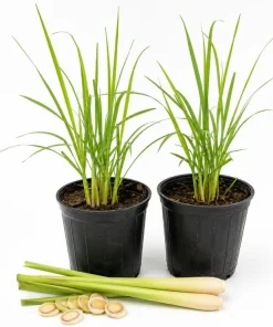 Set of 2 Lemongrass Live Plants, Fragrant Perennial, 1 Gallon Pot - Image 1