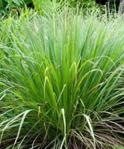 Set of 2 Lemongrass Live Plants - Fresh Fragrant Herb, Easy Grow - Image 2