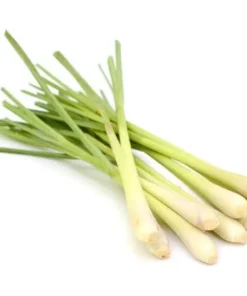 Set of 2 Lemongrass Live Plants - Fresh Fragrant Herb, Easy Grow - Image 3