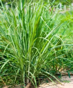 Set of 2 Lemongrass Live Plants - Fresh Fragrant Herb, Easy Grow - Image 4