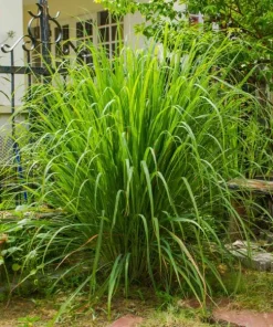 Set of 2 Lemongrass Live Plants - Fresh Fragrant Herb, Easy Grow - Image 7