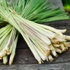 Set of 2 Lemongrass Live Plants - Fresh Fragrant Herb, Easy Grow - Image 1