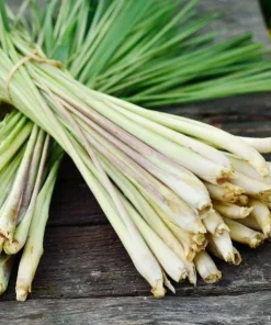 Set of 2 Lemongrass Live Plants - Fresh Fragrant Herb, Easy Grow - Image 1