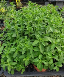 Set of 2 Live Stevia Plants - Well-Rooted Herb Starters 4-6 Inches Tall for Containers - Image 2