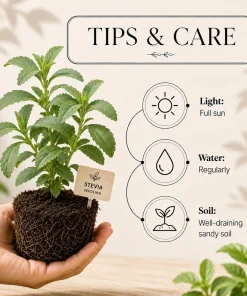 Set of 2 Live Stevia Plants - Well-Rooted Herb Starters 4-6 Inches Tall for Containers - Image 3