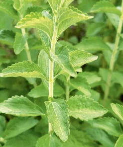Set of 2 Live Stevia Plants - Well-Rooted Herb Starters 4-6 Inches Tall for Containers - Image 4