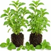 Set of 2 Live Stevia Plants - Well-Rooted Herb Starters 4-6 Inches Tall for Containers - Image 1
