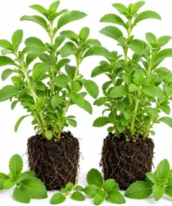 Set of 2 Live Stevia Plants - Well-Rooted Herb Starters 4-6 Inches Tall for Containers - Image 1