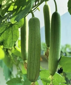 Set of 2 Luffa Sponge Live Plants, 4-6 Inch Tall in 4 Inch Pots, Loofah Gourd Vine - Image 2
