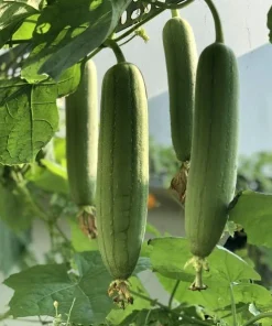 Set of 2 Luffa Sponge Live Plants, 4-6 Inch Tall in 4 Inch Pots, Loofah Gourd Vine - Image 4
