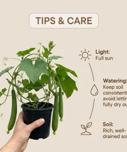 Set of 2 Luffa Sponge Live Plants, 4-6 Inch Tall in 4 Inch Pots, Loofah Gourd Vine - Image 5