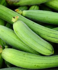 Set of 2 Luffa Sponge Live Plants, 4-6 Inch Tall in 4 Inch Pots, Loofah Gourd Vine - Image 6