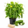 Set of 2 Luffa Sponge Live Plants, 4-6 Inch Tall in 4 Inch Pots, Loofah Gourd Vine - Image 1