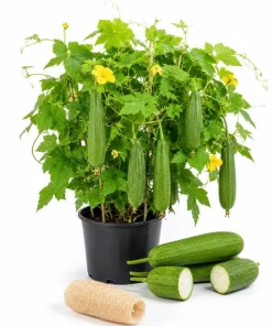 Set of 2 Luffa Sponge Live Plants, 4-6 Inch Tall in 4 Inch Pots, Loofah Gourd Vine - Image 1