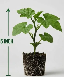 Set of 2 Luffa Sponge Live Plants, 4-6 Inch Tall in 4 Inch Pots, Loofah Gourd Vine - Image 7