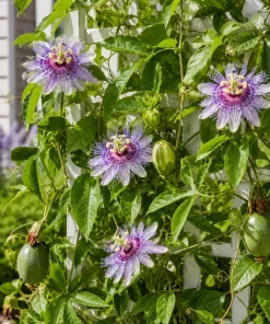 Set of 2 Maypop Passion Flower Plants Live, Passiflora Incarnata Purple Vine, 4-6 Inch Tall - Image 3
