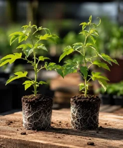 Set of 2 Maypop Passion Flower Plants Live, Passiflora Incarnata Purple Vine, 4-6 Inch Tall - Image 4