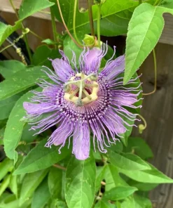 Set of 2 Maypop Passion Flower Plants Live, Passiflora Incarnata Purple Vine, 4-6 Inch Tall - Image 5