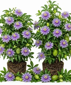 Set of 2 Maypop Passion Flower Plants Live, Passiflora Incarnata Purple Vine, 4-6 Inch Tall - Image 1