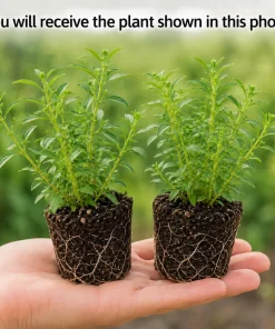 Set of 2 Mexican Tarragon Live Plants for Planting - Fragrant Culinary Herb, 4-8 Inch Tall - Image 2