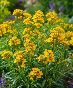 Set of 2 Mexican Tarragon Live Plants for Planting - Fragrant Culinary Herb, 4-8 Inch Tall - Image 5