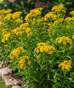 Set of 2 Mexican Tarragon Live Plants for Planting - Fragrant Culinary Herb, 4-8 Inch Tall - Image 6