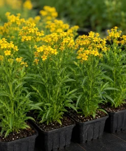 Set of 2 Mexican Tarragon Live Plants for Planting - Fragrant Culinary Herb, 4-8 Inch Tall - Image 7