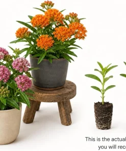 Set of 2 Milkweed Live Plants, Asclepias Tuberosa Starter Plants 4-7 Inch Tall, Perennial, Outdoor - Image 3