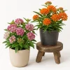 Set of 2 Milkweed Live Plants, Asclepias Tuberosa Starter Plants 4-7 Inch Tall, Perennial, Outdoor - Image 1