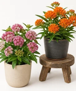 Set of 2 Milkweed Live Plants, Asclepias Tuberosa Starter Plants 4-7 Inch Tall, Perennial, Outdoor - Image 1