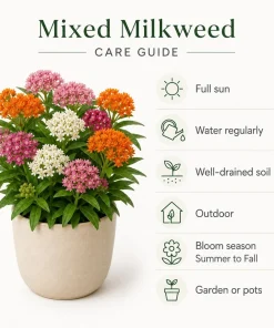 Set of 2 Milkweed Live Plants, Asclepias Tuberosa Starter Plants 4-7 Inch Tall, Perennial, Outdoor - Image 5