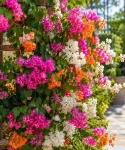 Set of 2 Mixed Bougainvillea Live Plants, 4-7 Inches Tall, Colorful Flowering Vines for Garden & Patio - Image 2