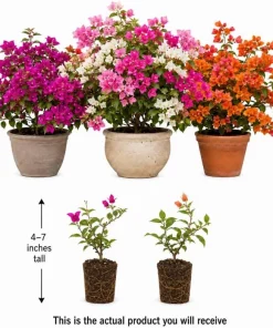 Set of 2 Mixed Bougainvillea Live Plants, 4-7 Inches Tall, Colorful Flowering Vines for Garden & Patio - Image 3