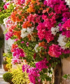Set of 2 Mixed Bougainvillea Live Plants, 4-7 Inches Tall, Colorful Flowering Vines for Garden & Patio - Image 4