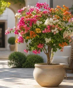 Set of 2 Mixed Bougainvillea Live Plants, 4-7 Inches Tall, Colorful Flowering Vines for Garden & Patio - Image 6