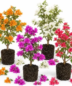 Set of 2 Mixed Bougainvillea Live Plants, 4-7 Inches Tall, Colorful Flowering Vines for Garden & Patio - Image 1