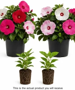 Set of 2 Mixed Color Hibiscus Live Plants, Tropical Flowering Garden, 4-6 Inch Tall - Image 2